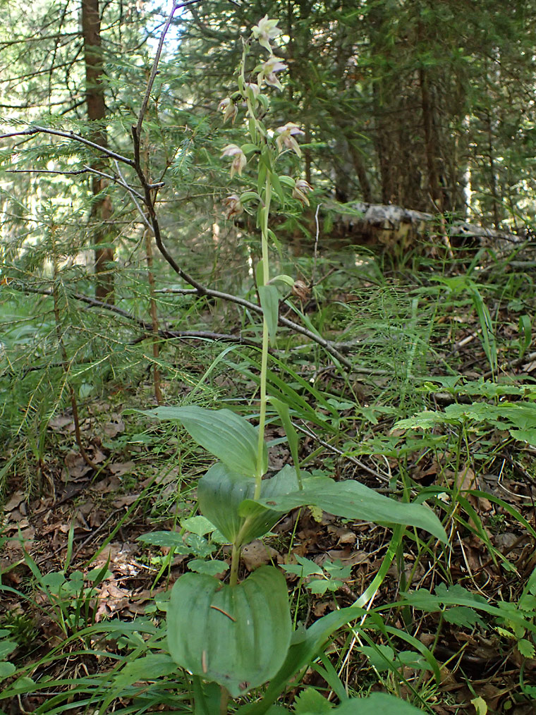 Изображение особи Epipactis helleborine.