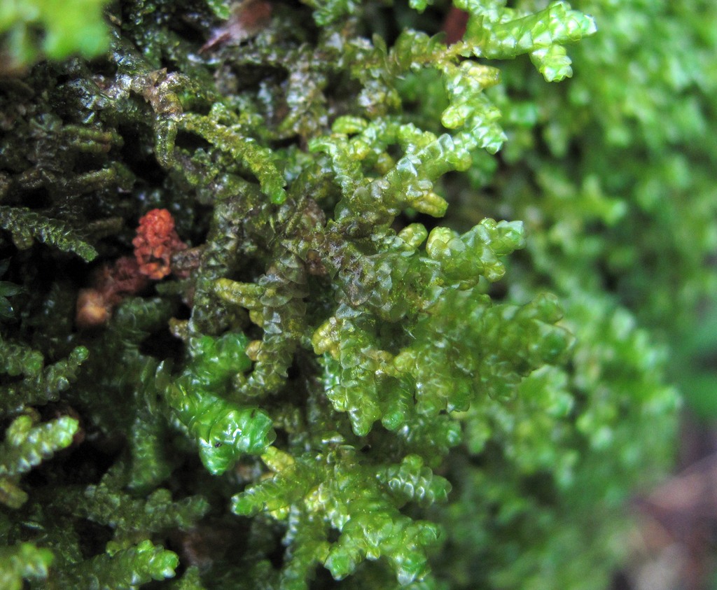 Image of genus Porella specimen.