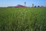 Erigeron acris