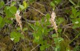 Salix fuscescens