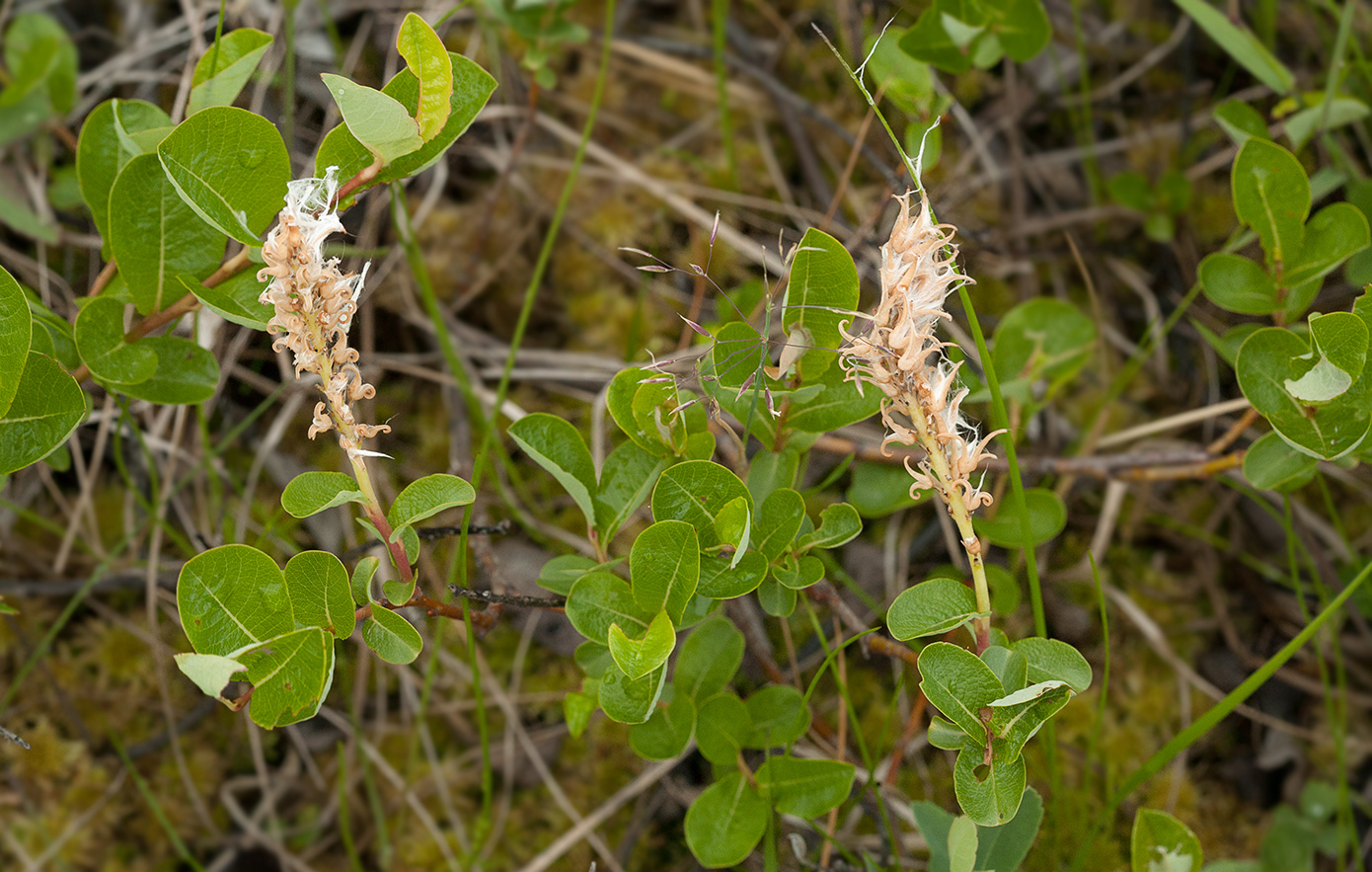 Изображение особи Salix fuscescens.