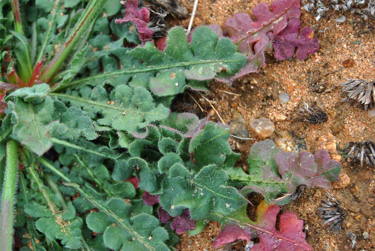 Изображение особи Limonium sinuatum.