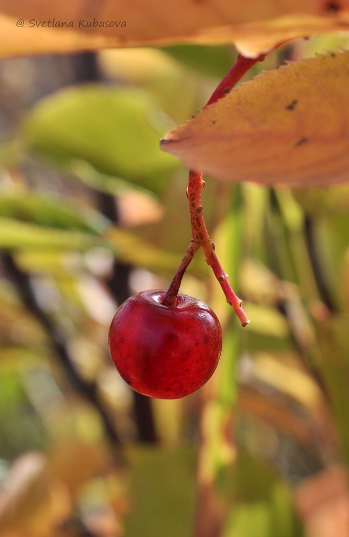 Image of Padus virginiana specimen.
