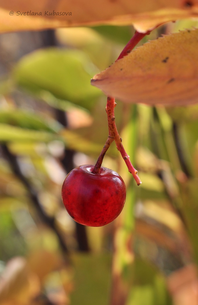 Изображение особи Padus virginiana.