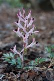 Corydalis schanginii. Цветущее растение. Республика Алтай, Шебалинский р-н, с. Камлак, Горно-Алтайский ботанический сад, экспозиция. 27.04.2017.