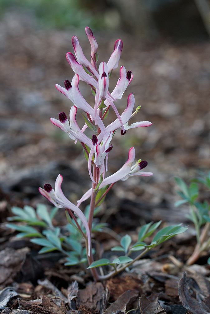 Image of Corydalis schanginii specimen.