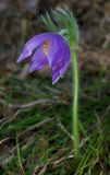 Pulsatilla patens. Цветущее растение. Республика Алтай, Шебалинский р-н, окр. с. Камлак, правый борт долины р. Сема, сосновый лес. 08.05.2017.