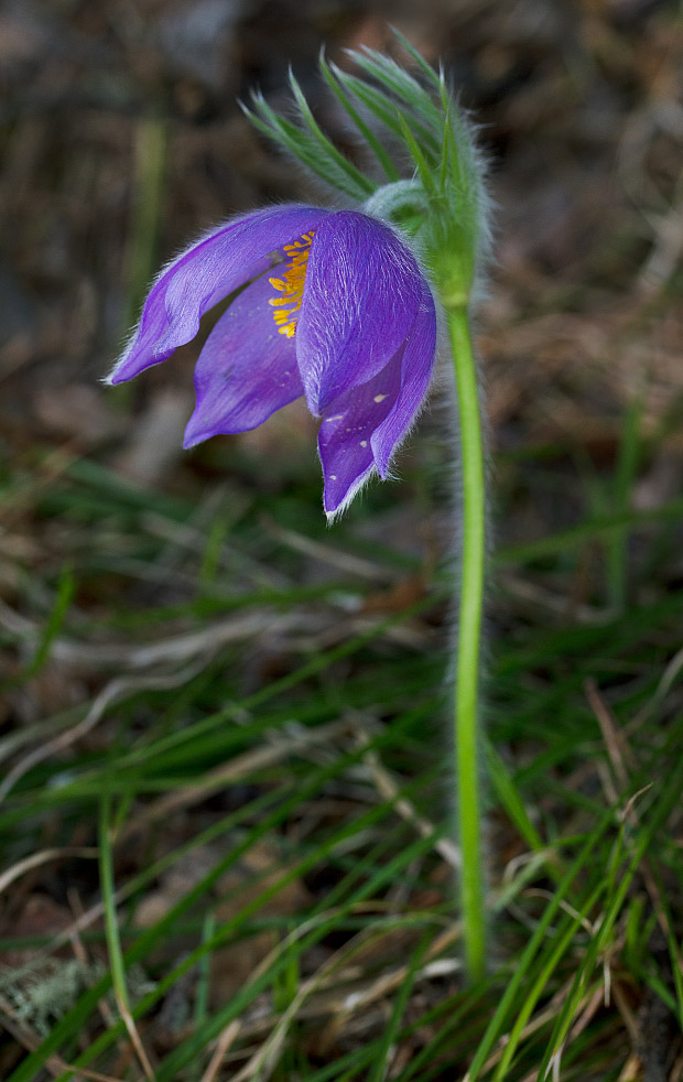 Image of Pulsatilla patens specimen.