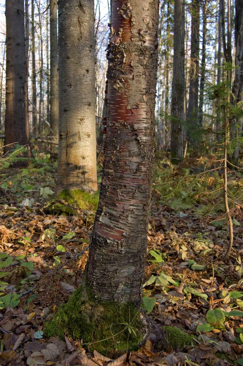 Image of genus Betula specimen.