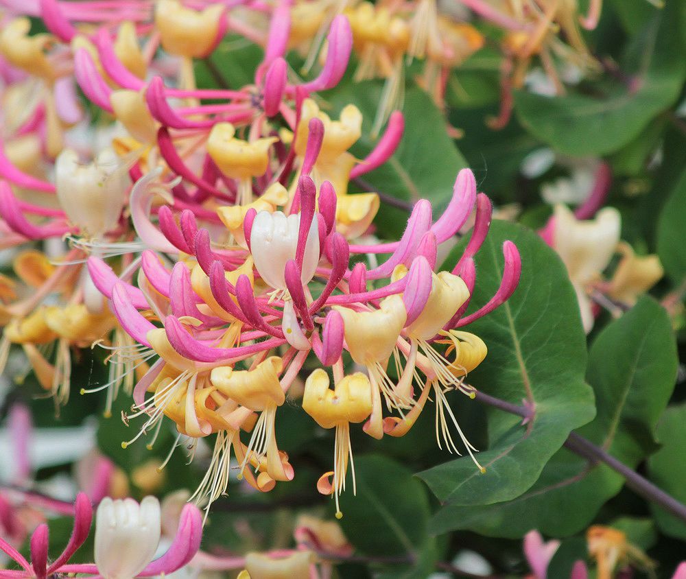 Image of Lonicera caprifolium specimen.