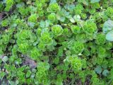 Veronica filiformis