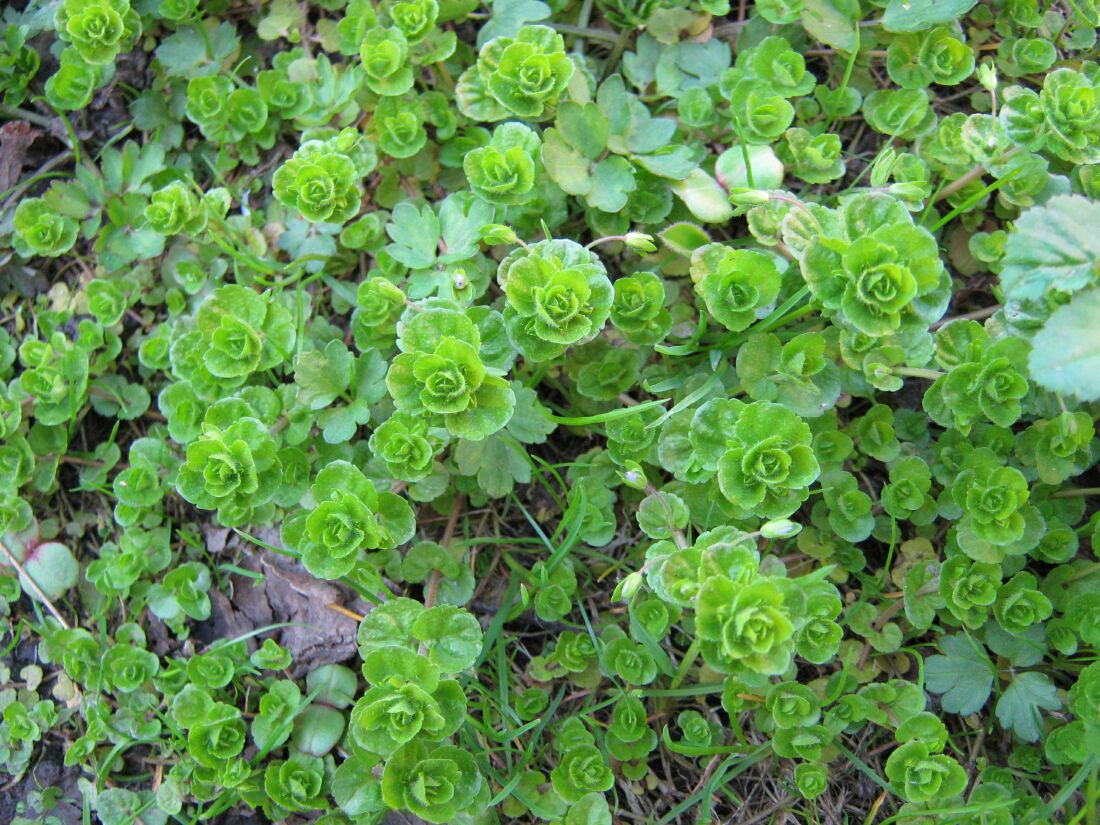 Image of Veronica filiformis specimen.