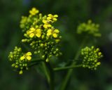 Bunias orientalis. Соцветие с питающимися жуками. Пермский край, г. Пермь, Кировский р-н, дер. Оборино, кооператив \"Якорь\", травянистая полка вдоль песчаного берега р. Кама. 11.06.2017.