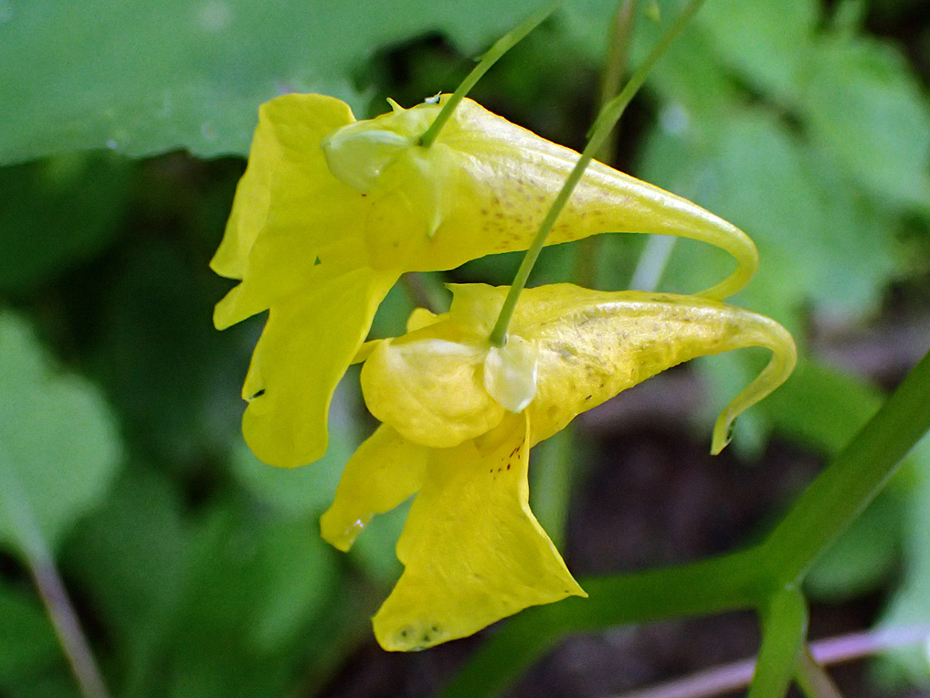 Image of Impatiens noli-tangere specimen.