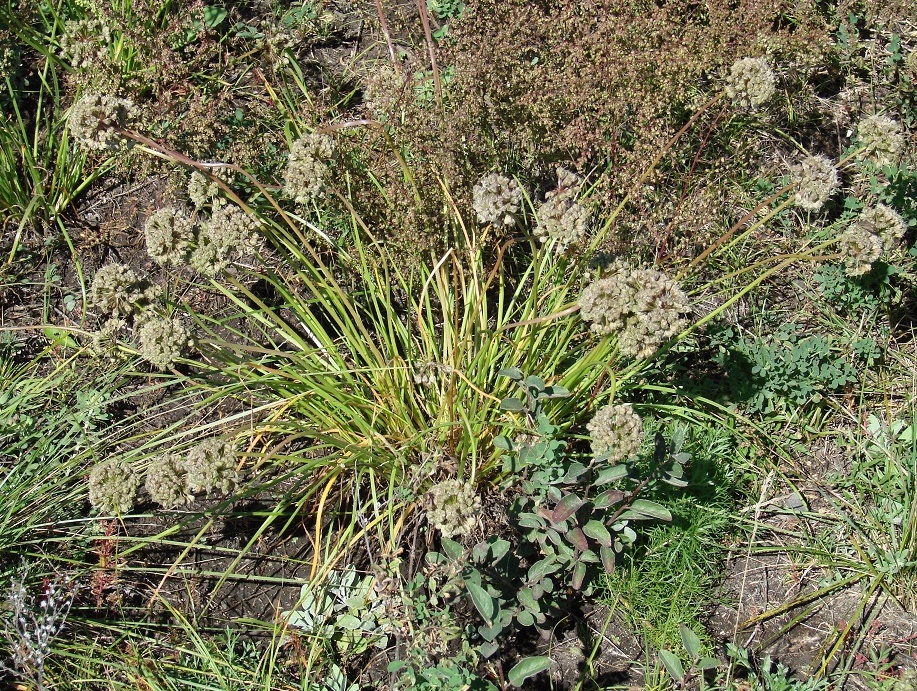 Image of Allium stellerianum specimen.