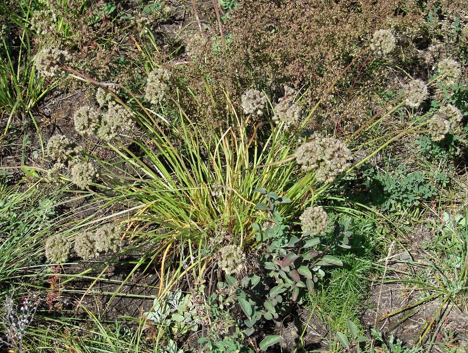 Изображение особи Allium stellerianum.