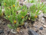 Centaurea benedicta