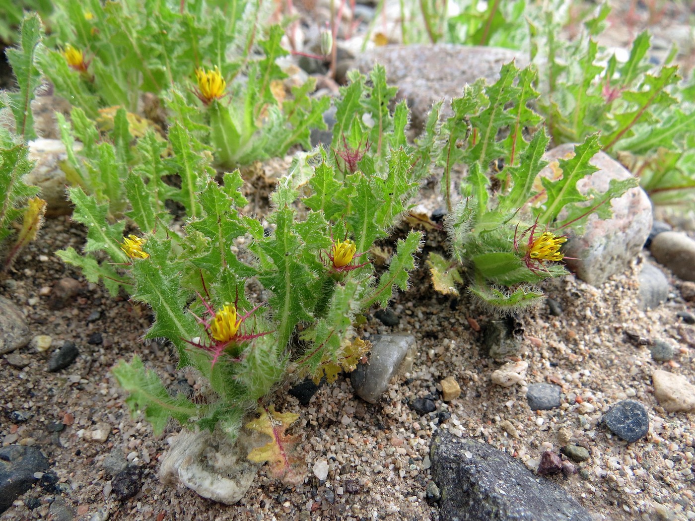 Изображение особи Centaurea benedicta.