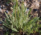 Youngia tenuifolia