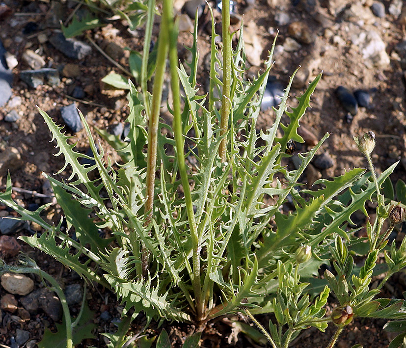 Изображение особи Youngia tenuifolia.