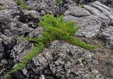 Juniperus sabina. Вегетирующее растение. Монголия, аймак Уверхангай, долина р. Орхон, ≈ 1500 м н.у.м., лавовое поле. 03.06.2017.