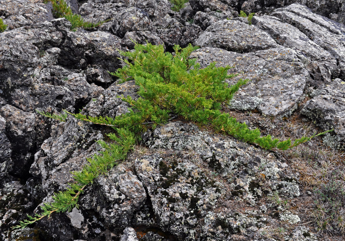 Image of Juniperus sabina specimen.