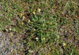 Oxytropis maydelliana. Цветущее растение в сообществе с Dryas и Vaccinium vitis-idaea. Чукотка, побережье бухты Провидения. 09.07.2010.