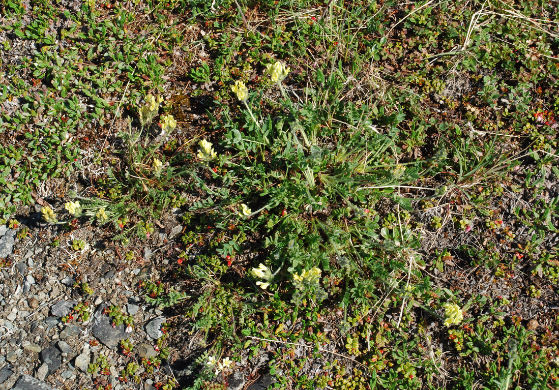 Изображение особи Oxytropis maydelliana.