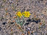 Crepis crocea. Цветущее растение. Монголия, аймак Уверхангай, долина р. Орхон, ≈ 1500 м н.у.м., сухой склон. 02.06.2017.