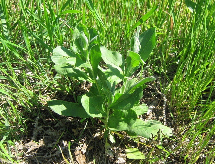 Image of Cardaria draba specimen.