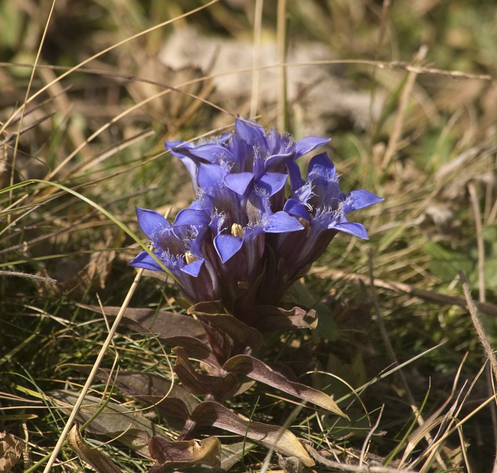 Изображение особи Gentiana septemfida.