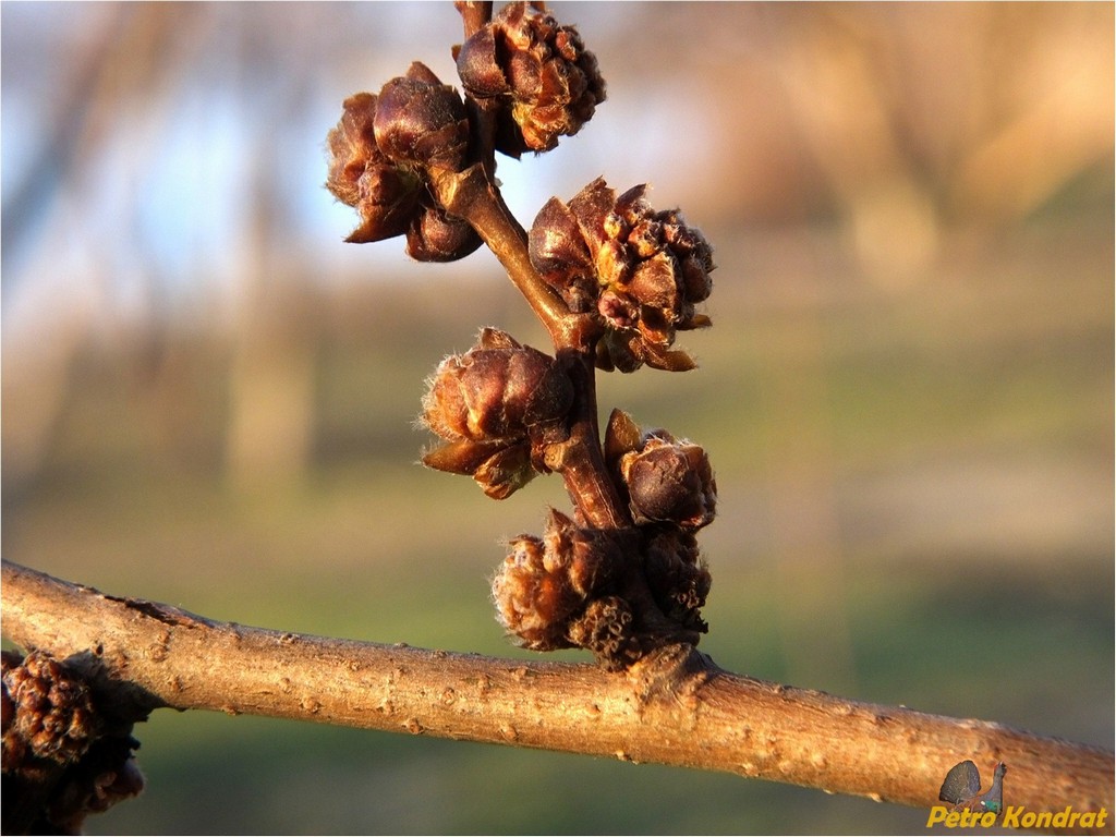 Изображение особи род Ulmus.