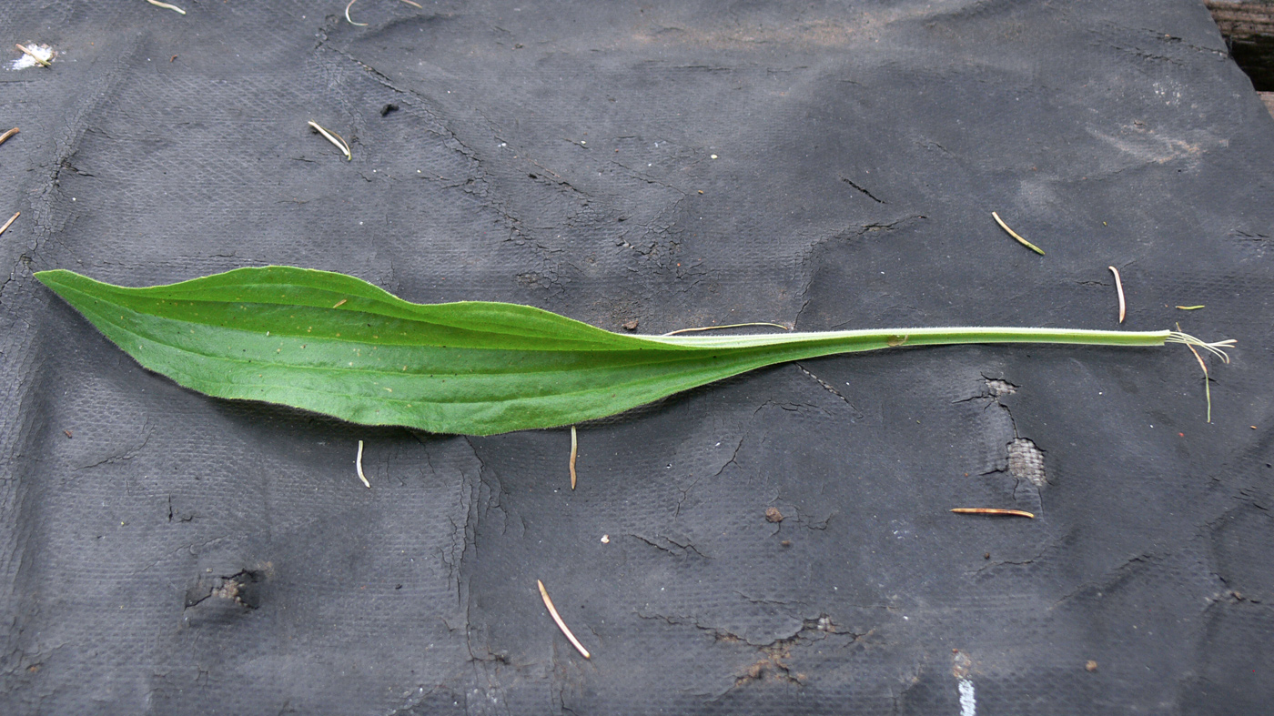 Image of Plantago urvillei specimen.