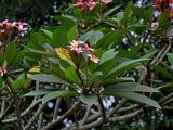 Plumeria rubra. Верхушка ветви с соцветием. Малайзия, Куала-Лумпур, в культуре. 13.05.2017.