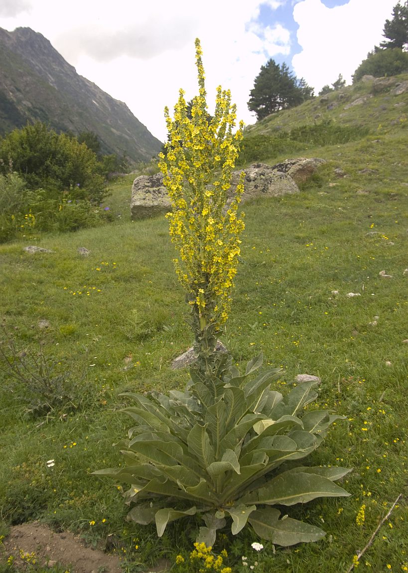 Изображение особи Verbascum lychnitis.