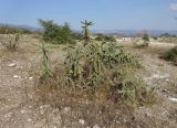 Cylindropuntia imbricata