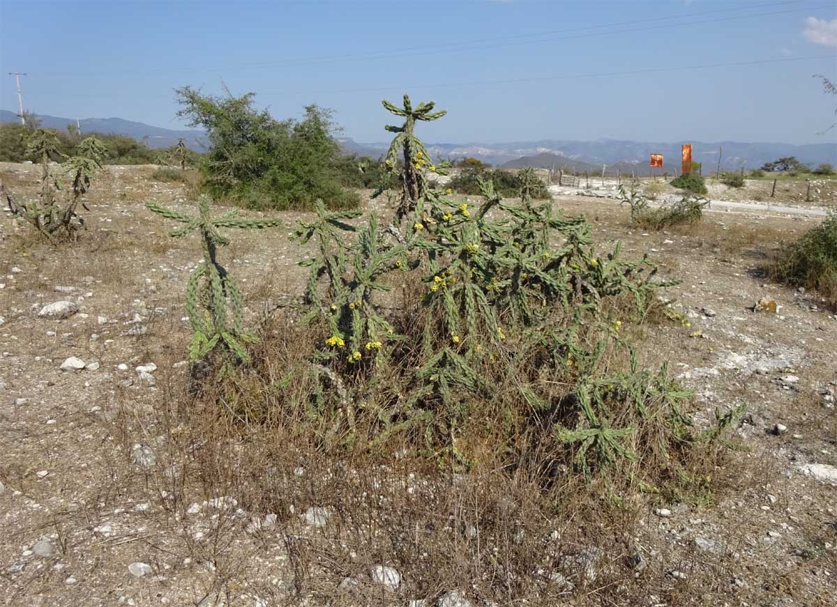 Изображение особи Cylindropuntia imbricata.