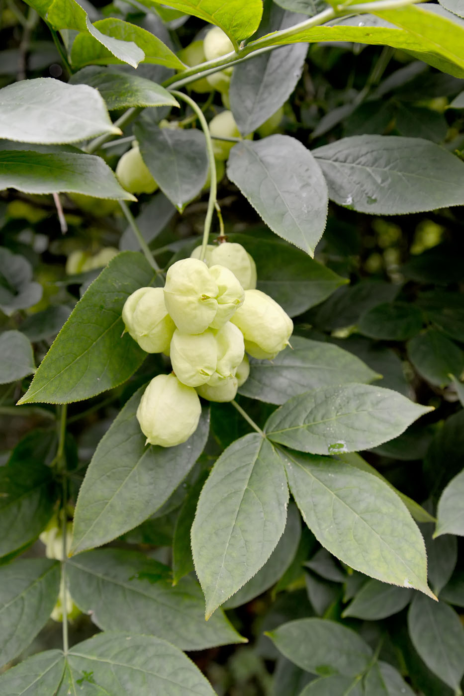 Image of Staphylea pinnata specimen.