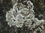 Lecanora muralis