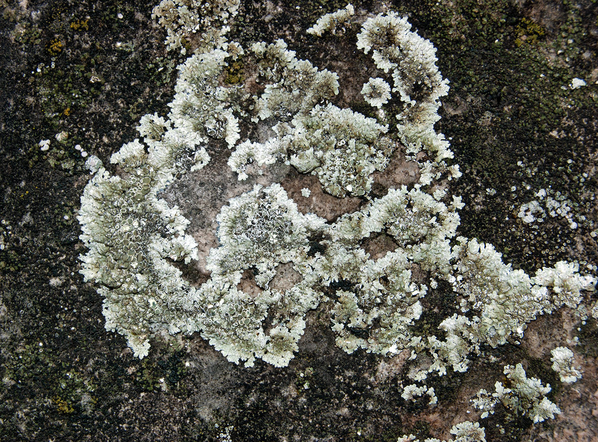 Изображение особи Lecanora muralis.