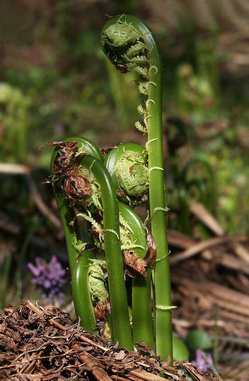 Image of Matteuccia struthiopteris specimen.