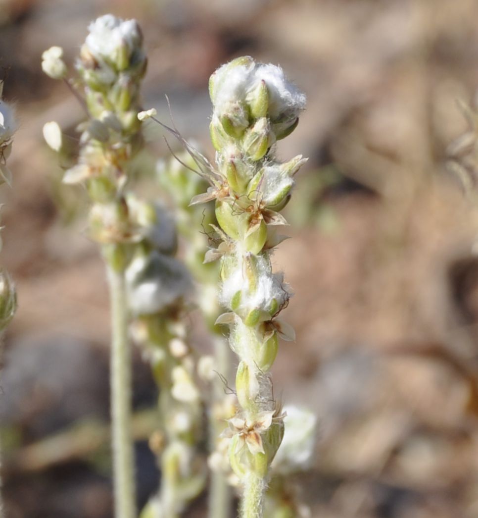 Image of Plantago albicans specimen.