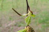 Betula pendula. Женская серёжка и молодой лист. Московская обл., Щёлковский р-н, пос. Монино, цветник у ж.-д. станции, в культуре. 30.04.2018.