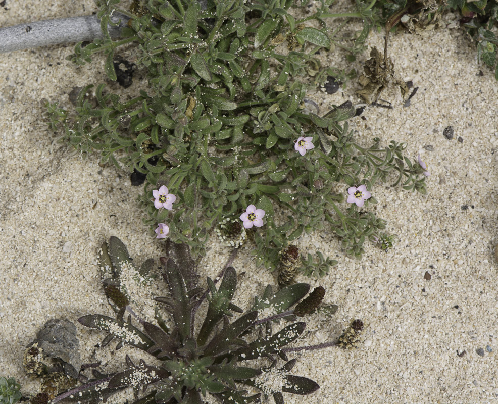 Image of Minuartia geniculata specimen.