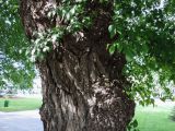 Ulmus minor. Часть ствола и ветви с молодыми побегами. Краснодарский край, г. Тихорецк, в озеленении. 14.05.2018.