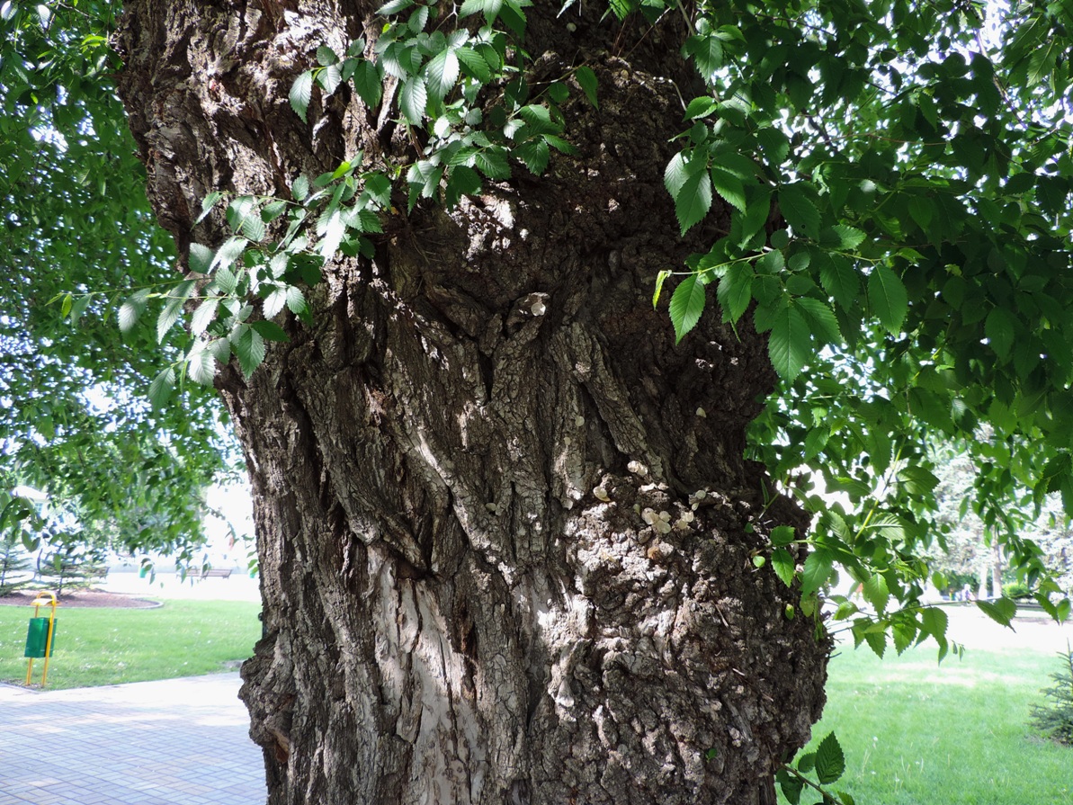 Изображение особи Ulmus minor.