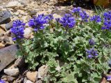 Veronica macrostemon