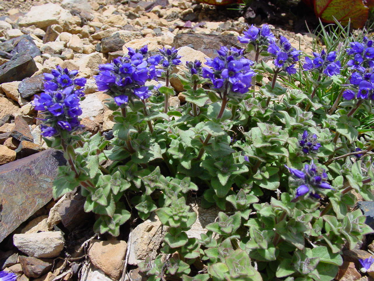 Image of Veronica macrostemon specimen.