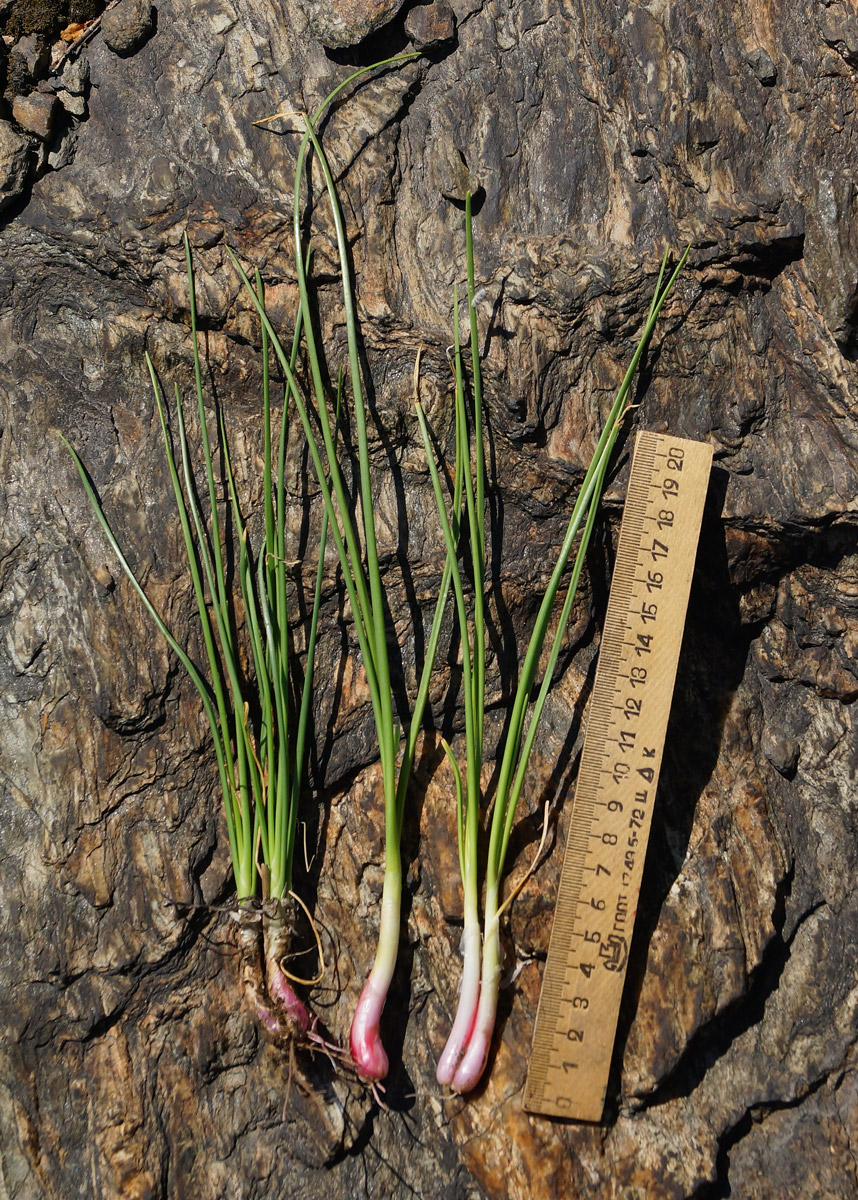 Image of Allium rubens specimen.