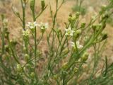 Thesium multicaule